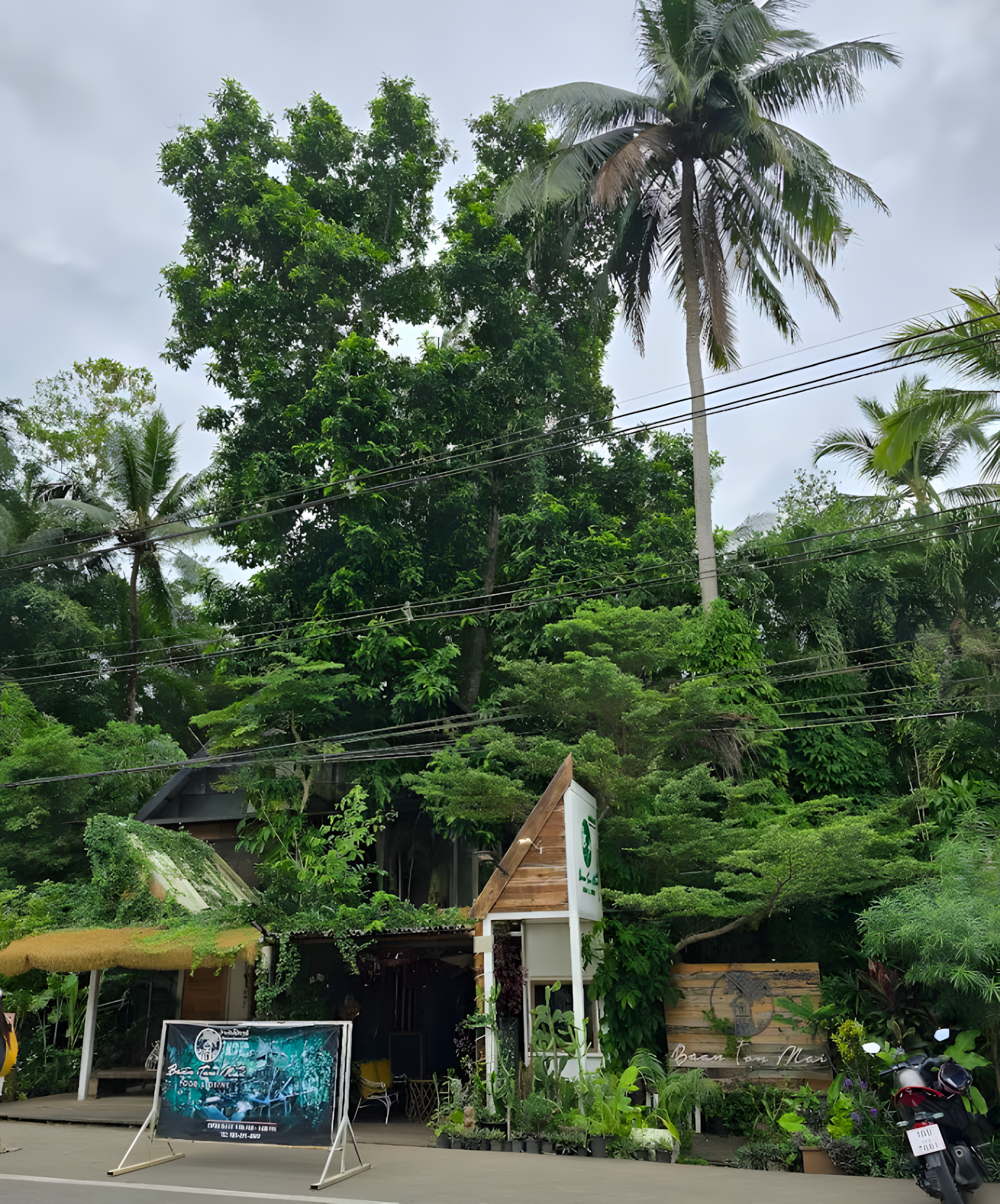 Outdoor cafe seating with jungle backdrop